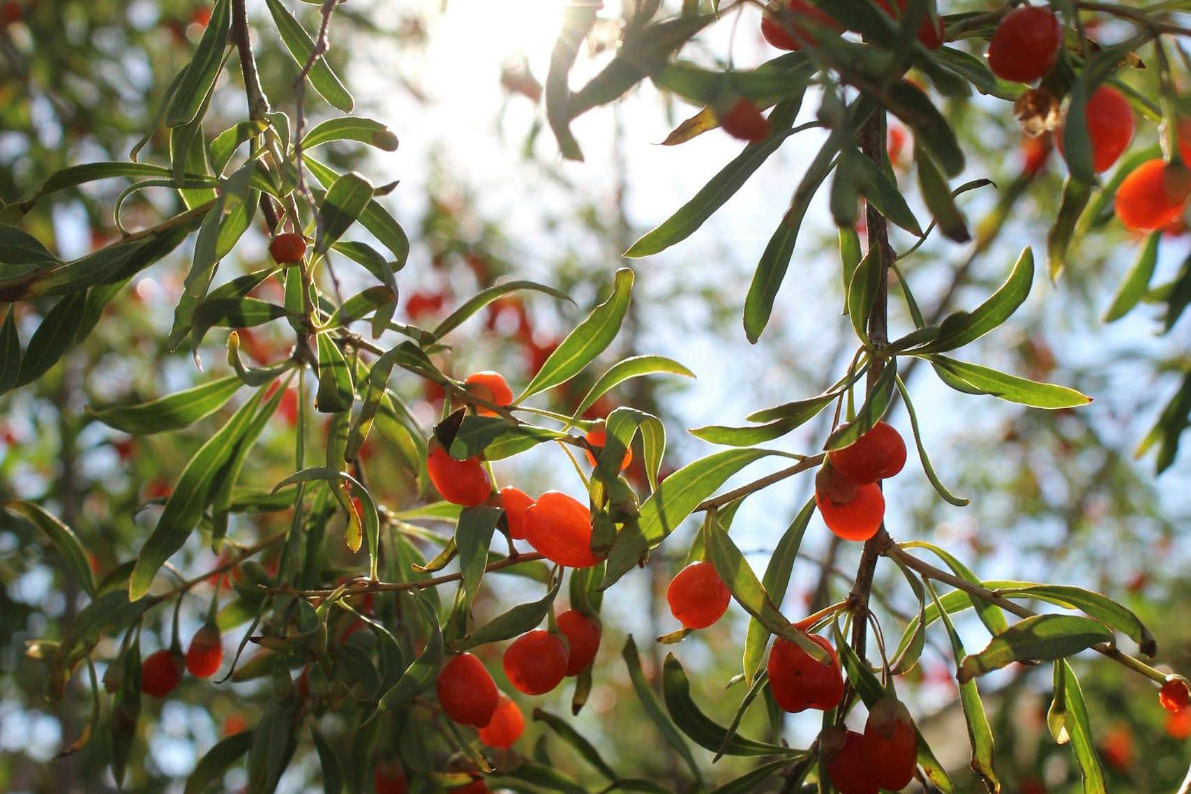 Vibrant goji berries hang from a lush tree branch with sunlight streaming through leaves. Outdoor nature scene.